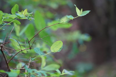 Close-up of plant