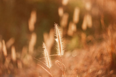 Close-up of stalks in field