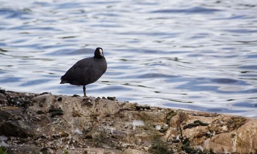 Bird perching on shore