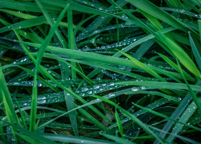 Full frame shot of raindrops on grass