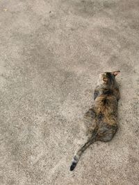 High angle view of bird on sand at beach