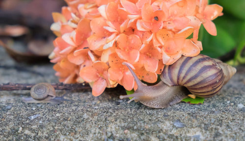 Close-up of snail on flower