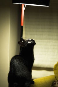 Close-up of black cat