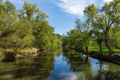 Scenic view of lake by trees in forest against sky