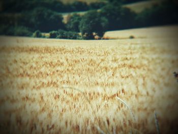 Close-up of wheat growing on field