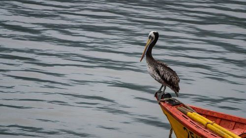 Bird perching on a lake