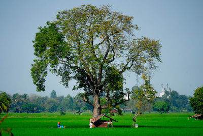 Tree in a field