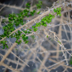 Close-up of plant against blurred background