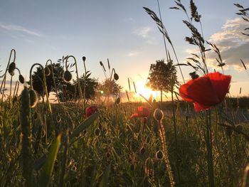 Close-up of poppy on field against sky during sunset