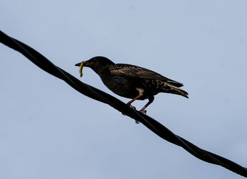 Bird perching on a tree