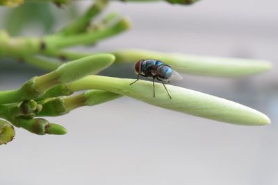 Close-up of insect on leaf
