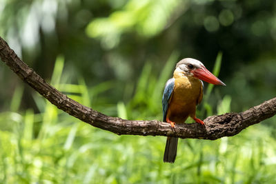 Bird perching on branch in forest