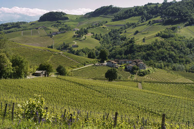 Scenic view of agricultural field