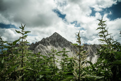 Plants growing on land against sky