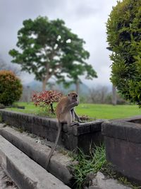 Side view of a monkey on tree