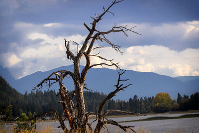 Bare tree on landscape against sky