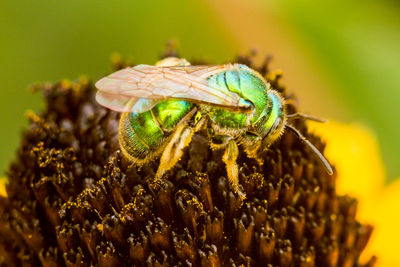 Close-up of bee pollinating on flower