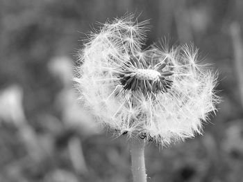 Close-up of dandelion against blurred background