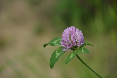 Close-up of pink flowering plant