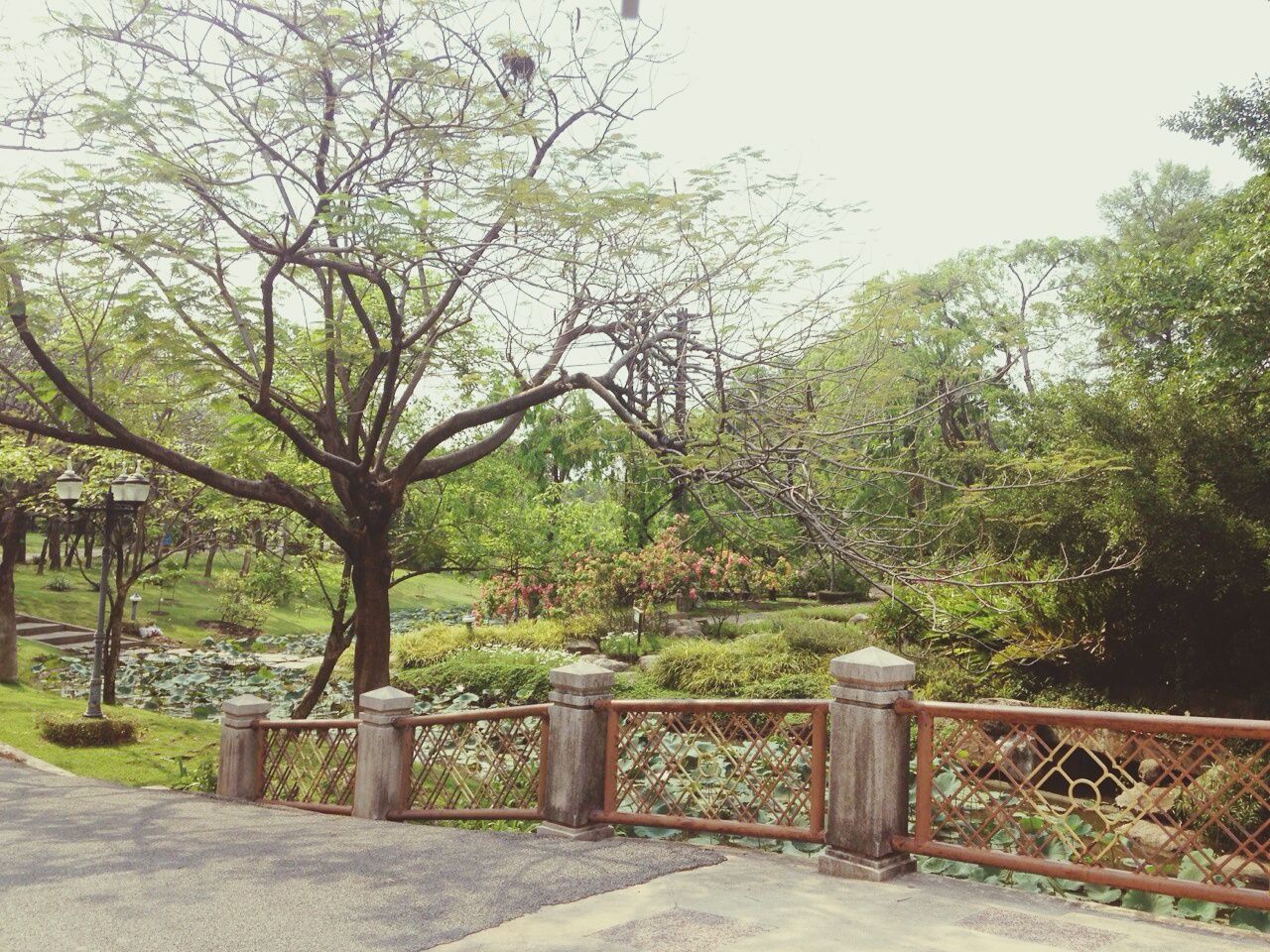 tree, railing, tranquility, clear sky, growth, tranquil scene, nature, beauty in nature, park - man made space, scenics, green color, branch, day, landscape, sunlight, outdoors, footpath, sky, fence, footbridge