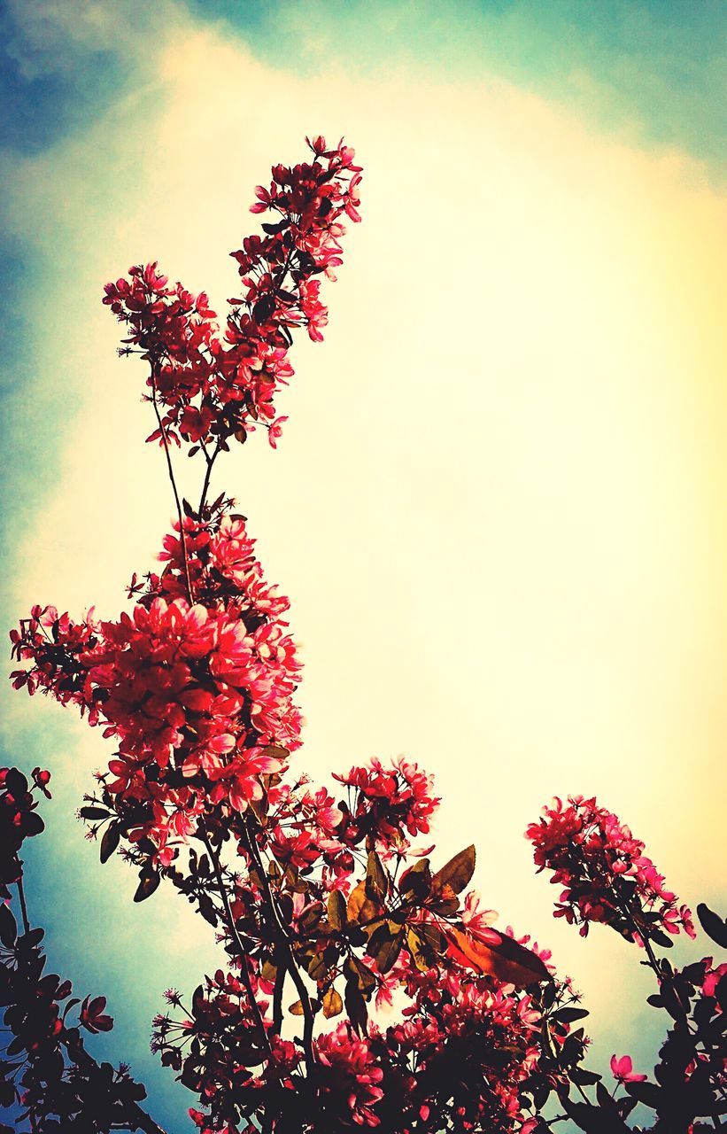 plant, sky, growth, beauty in nature, nature, tree, flower, flowering plant, no people, low angle view, freshness, red, day, outdoors, tranquility, pink color, close-up, orange color, sunset, fragility