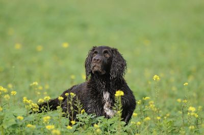 Black dog looking away on field