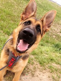 Close-up of a dog on field