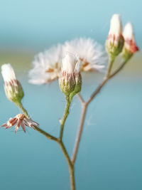 Close-up of flowering plant