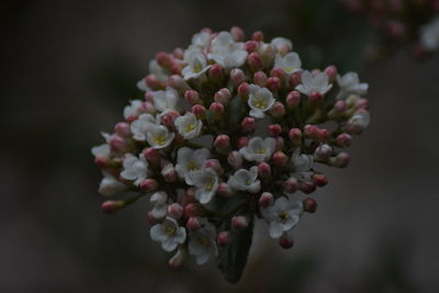 Close-up of flowering plant