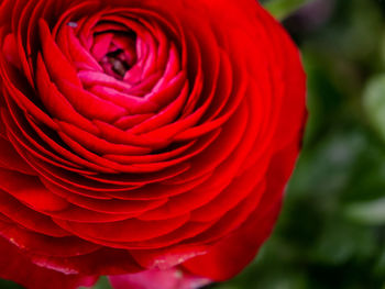 Close-up of red rose