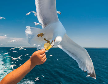 Cropped hand feeding food to seagull at sea