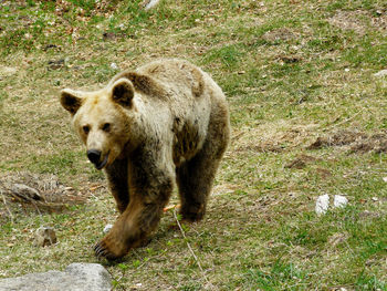 Brown bear, ursus arctos in rila mountain, bulgaria