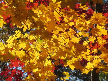 High angle view of maple tree during autumn