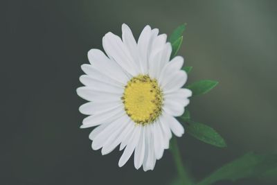Close-up of white flower blooming against black background