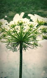 Close-up of plant against sky