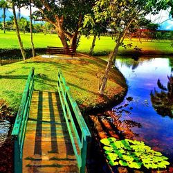 Reflection of trees in lake