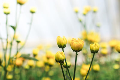 Close-up of yellow flowering plant on field