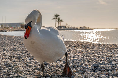 View of swan on beach