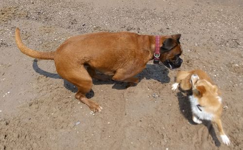 High angle view of dog on field