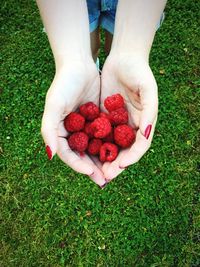 High angle view of woman holding raspberries on field