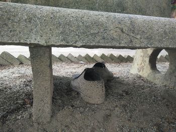 High angle view of bird on rock