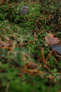 High angle view of dry leaves on field