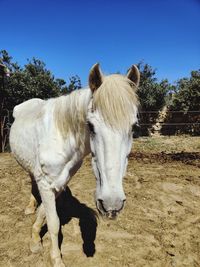 View of horse in ranch