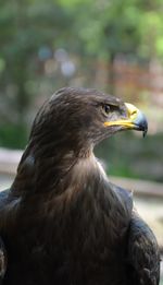 Close-up of a bird