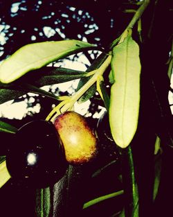 Close-up of fruit growing on tree