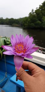 Close-up of hand holding purple flower