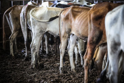 Cow standing in ranch