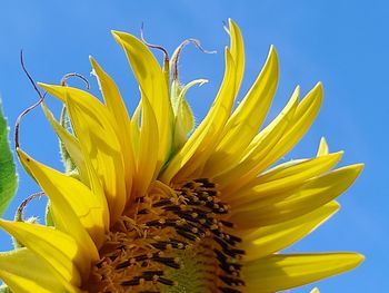 Close-up of sunflower against blue sky