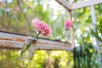 Close-up of pink flowers