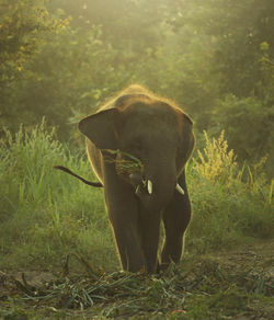Elephant standing in a forest